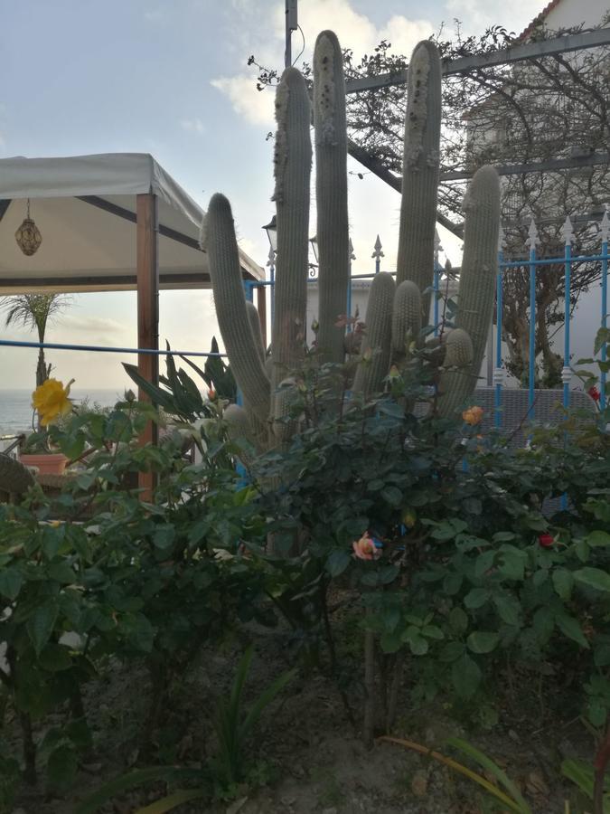 Villa Loreta Forio  Екстер'єр фото